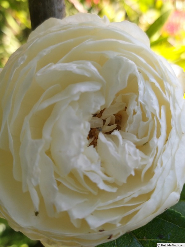 'Claire Austin' rose photo