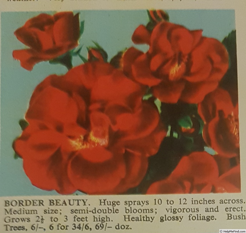 'Border Beauty' rose photo