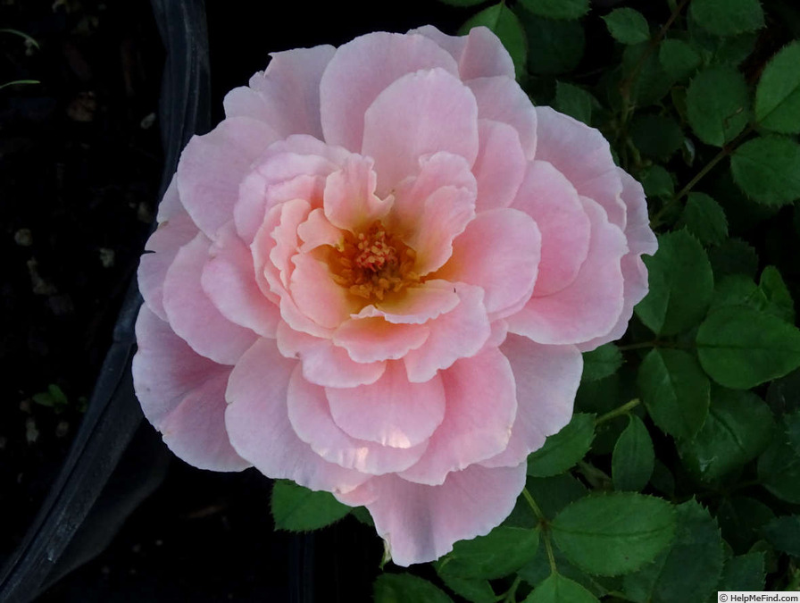 'Marguerite Anne' rose photo