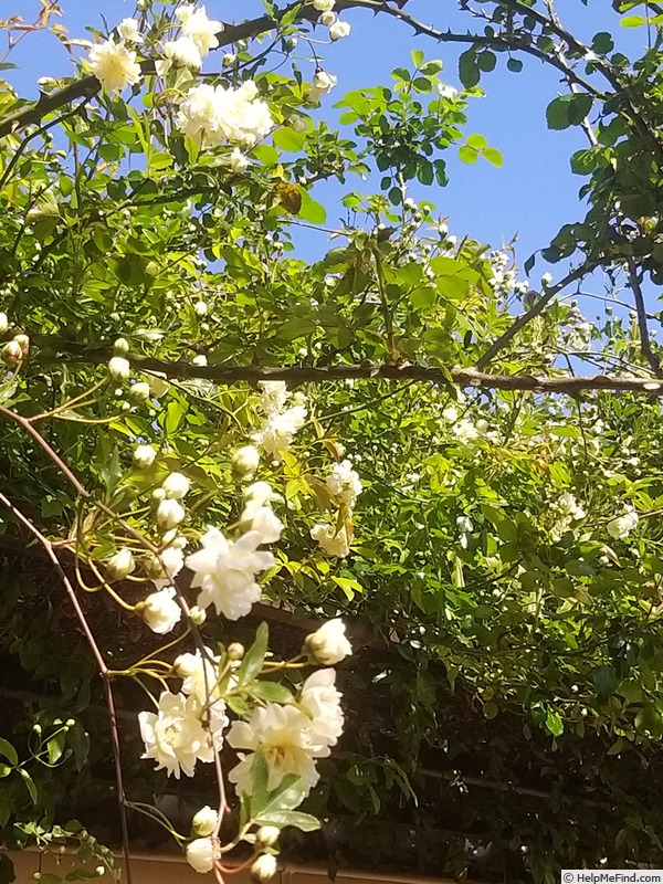 'R. banksiae alba plena' rose photo