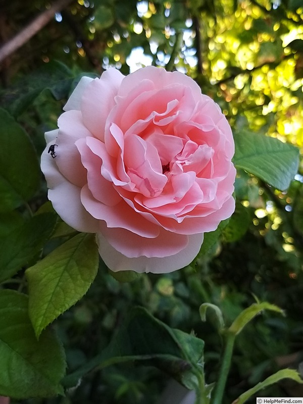 'Donatella (hybrid tea, Meilland Richardier, 2009)' rose photo