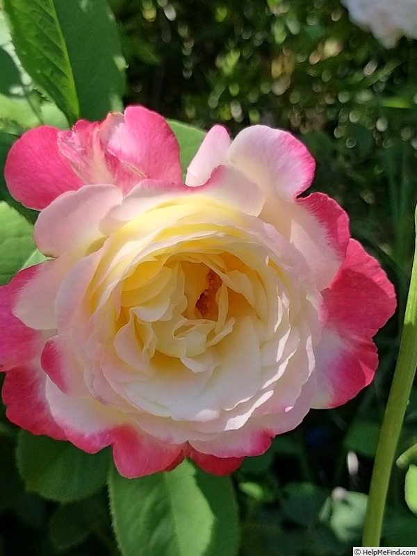 'Double Delight ®' rose photo