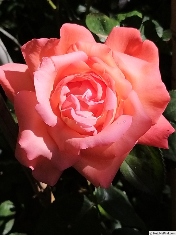 'Eclat de Haute Bretagne ®' rose photo