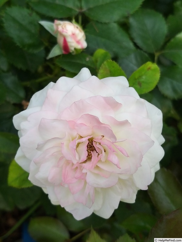 'Eliane Gillet ®' rose photo