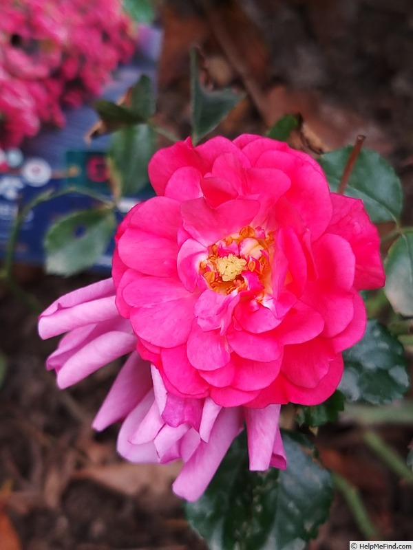 'Emera ®' rose photo