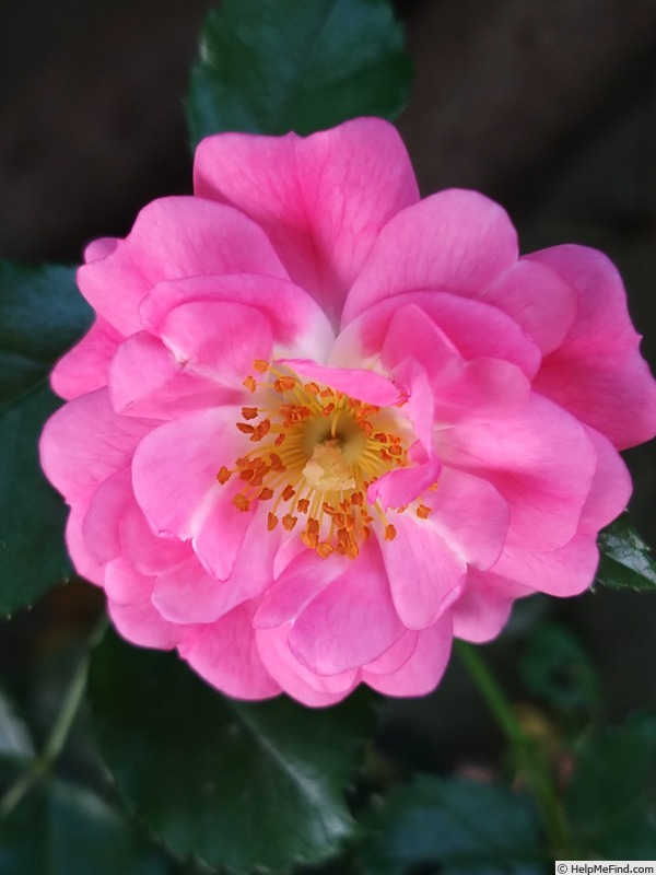 'Emera ®' rose photo