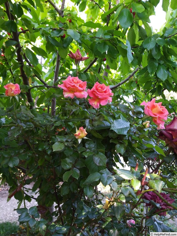 'Eriko Takeda' rose photo