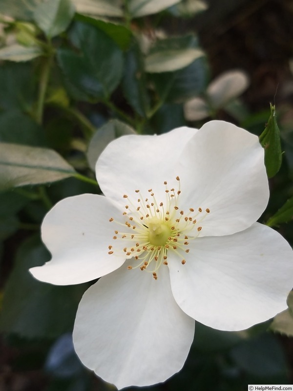 'Escimo ® (shrub, Kordes, 1991/2006)' rose photo