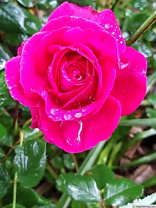 'Falstaff' rose photo