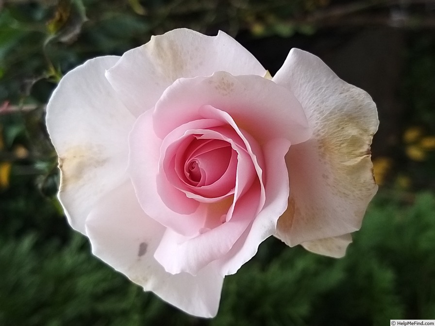 'A Whiter Shade of Pale (hybrid tea, Pearce, 2006)' rose photo