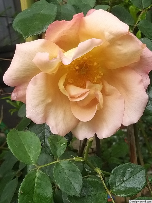 'Fighting Temeraire ®' rose photo