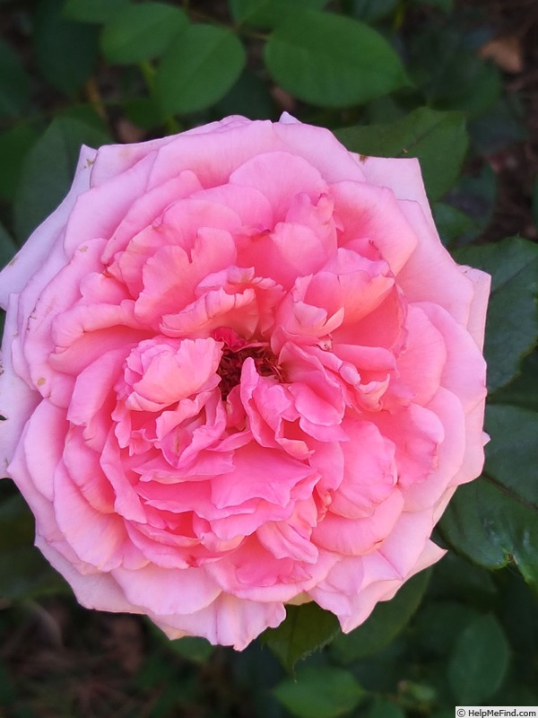 'Fragonard ®' rose photo