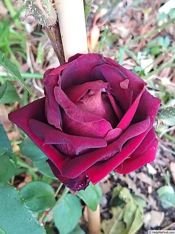 'Frau O. Plegg' rose photo