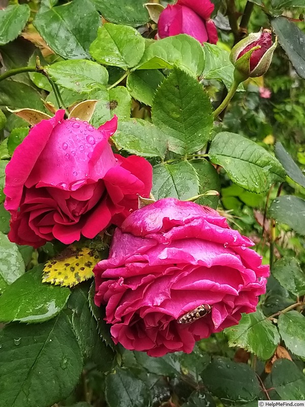 'George Dickson' rose photo