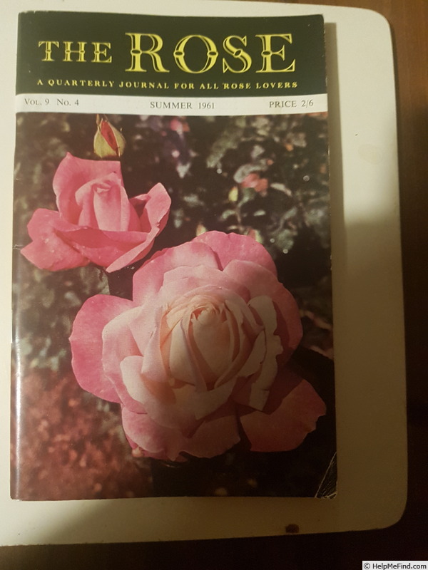 'Stella ® (grandiflora, Tantau before 1956)' rose photo