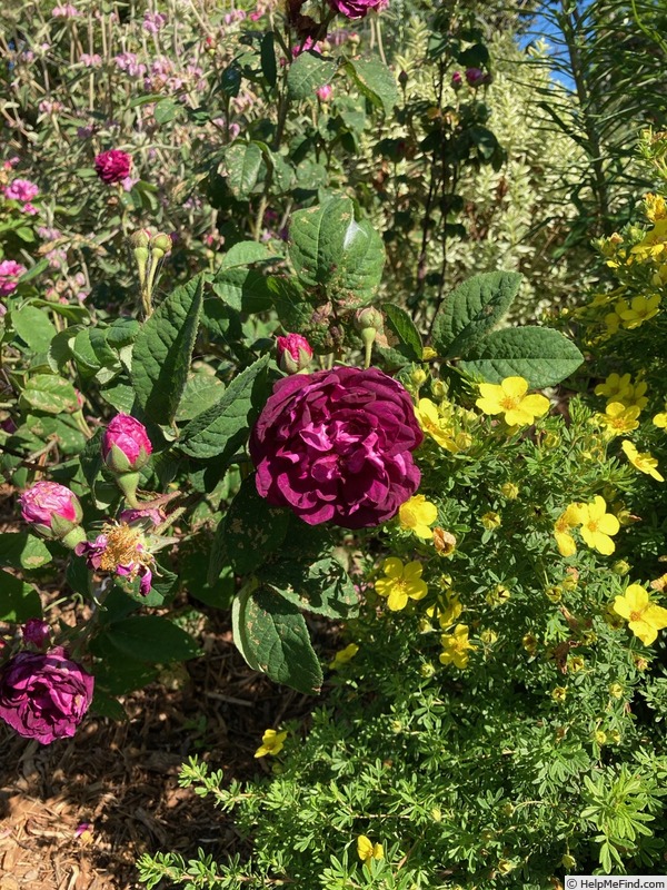 'Marcel Bourgouin' rose photo