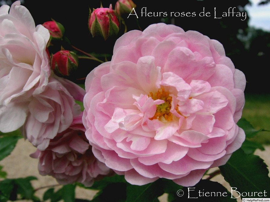 'A fleurs rose de Laffay' rose photo