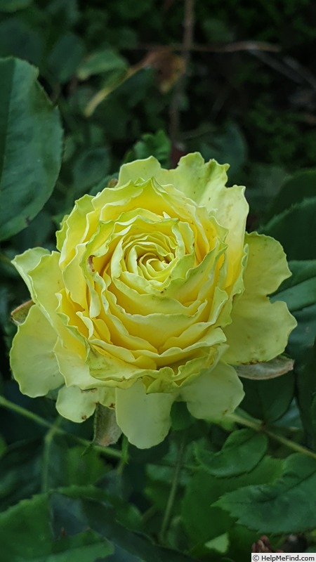 'Limbo ®' rose photo