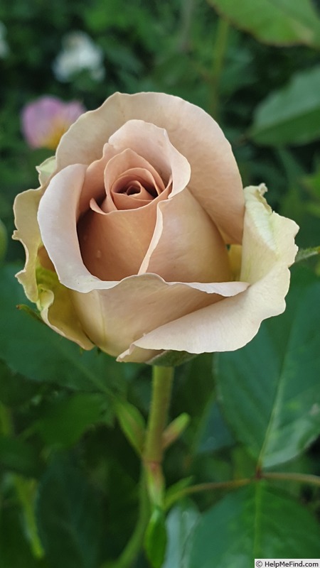 'Amnésia®' rose photo