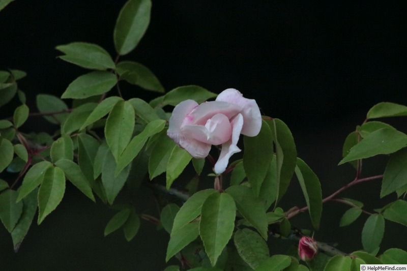 'R. chinensis spontanea' rose photo