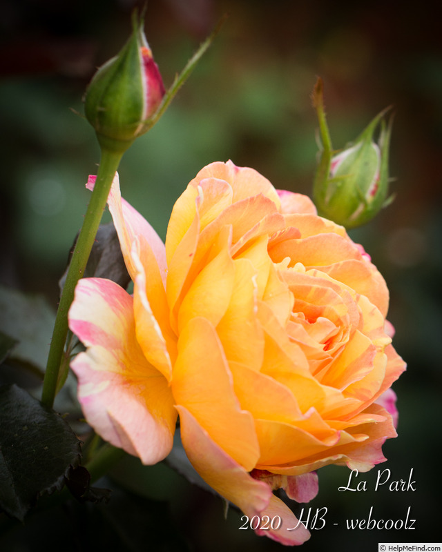 'La Park' rose photo