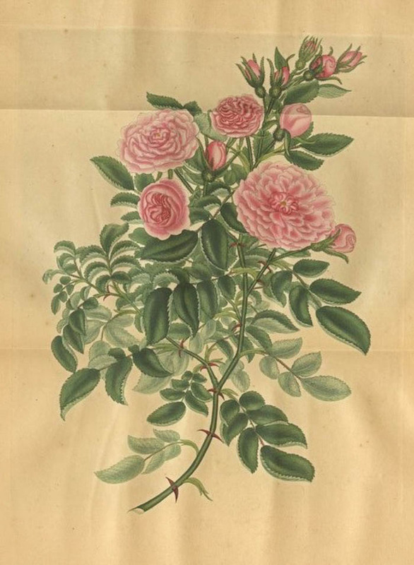 '<i>Rosa eglanteria multiplex</i> Andr.' rose photo