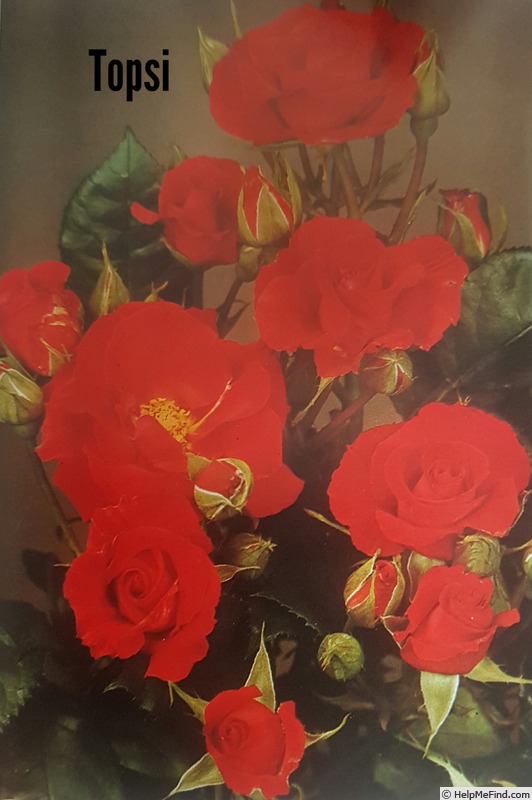 'Topsi ®' rose photo