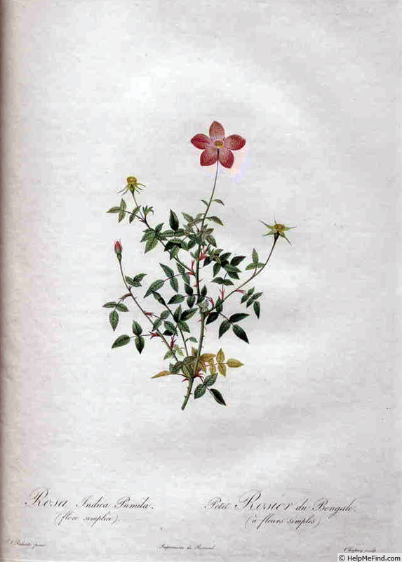 '<i>Rosa indica pumila flore simplici</i>' rose photo