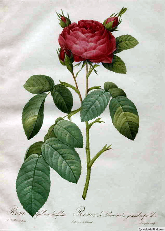'<i>Rosa gallica latifolia</i>' rose photo