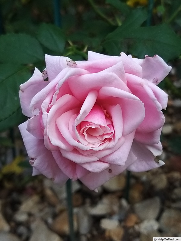 'Blossomtime (Large Flowered Climber, O'Neal, 1951)' rose photo