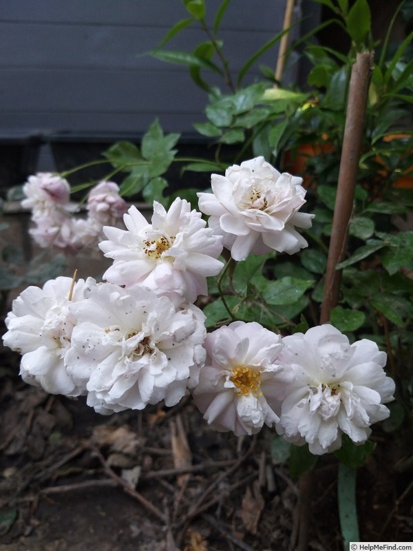 'Blush Noisette' rose photo