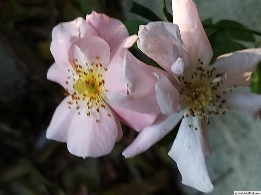 'Grimpant Clair Matin' rose photo