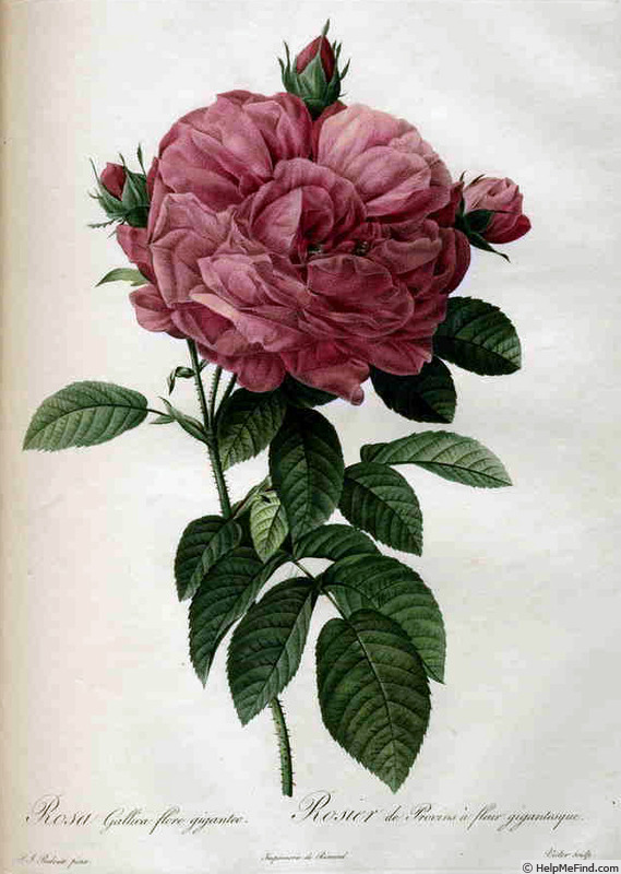'R. gallica flore giganteo' rose photo