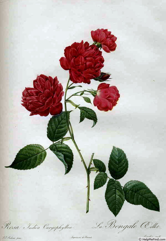 '<i>Rosa Indica Caryophyllea</i>' rose photo