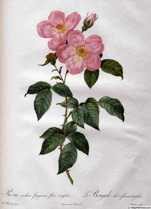 '<i>Rosa indica fragrans simplex</i> Thory' rose photo