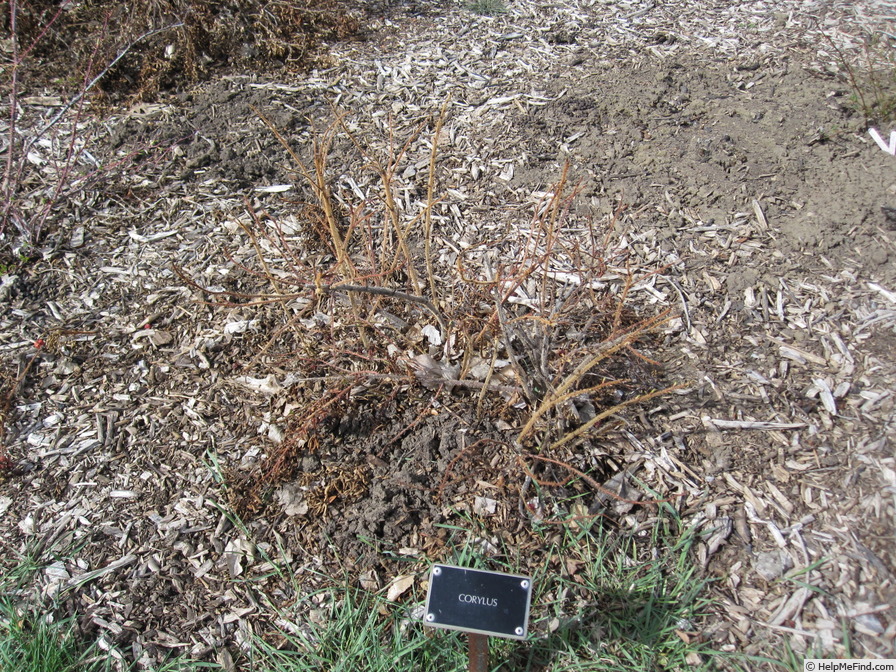 'Corylus' rose photo