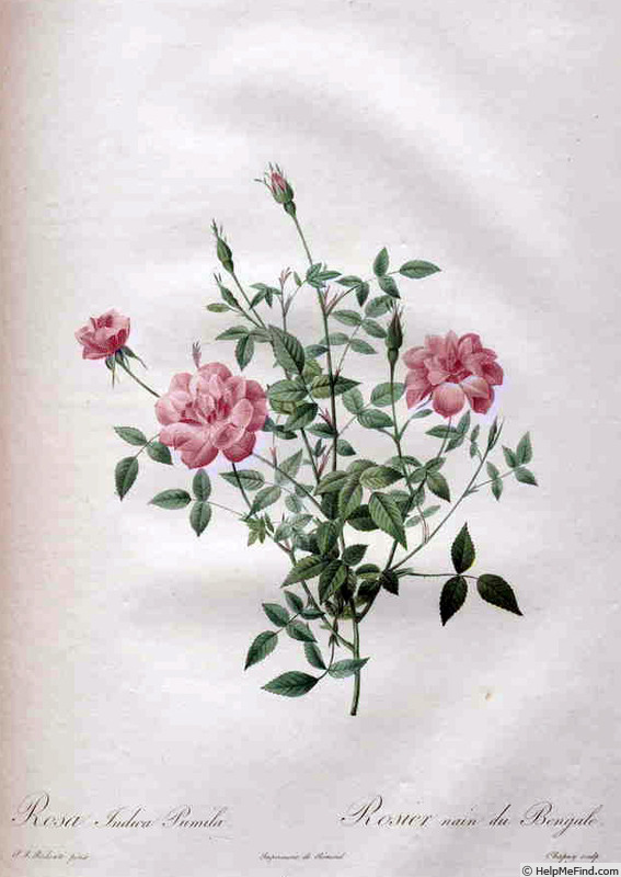 '<i>Rosa indica</i> subtaxon <i>pumila</i> Redouté & Thory' rose photo