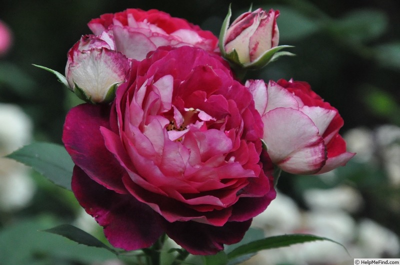 'Belle de Segosa®' rose photo