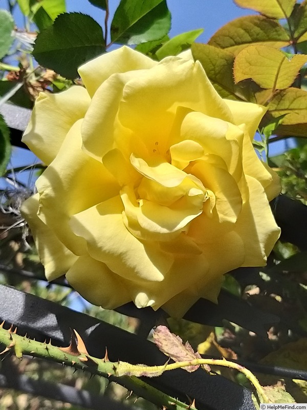 'Golden Gate ® (LCl, Kordes, 1995)' rose photo