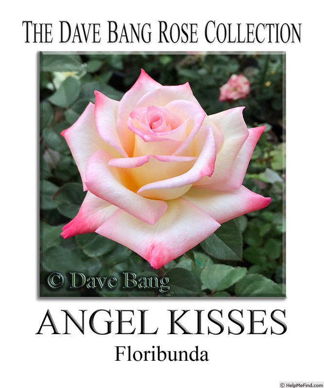 'Angel Kisses (floribunda, Bang 2015)' rose photo