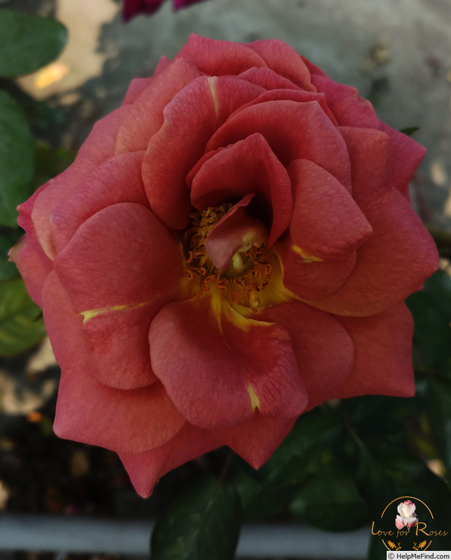 'Fantan (hybrid tea, Meilland, 1959)' rose photo