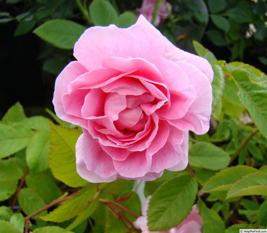 'Mistress Quickly' rose photo