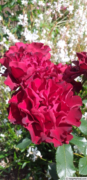 'Grand Prix Special' rose photo