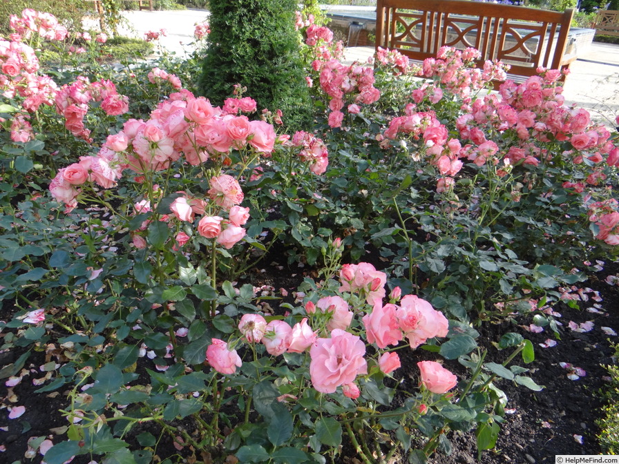 'COCathes' rose photo