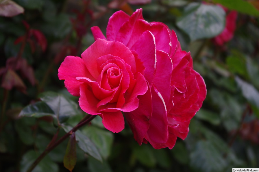 'Galway Bay®' rose photo