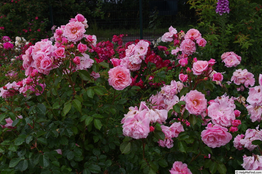 'Festive Jewel' rose photo