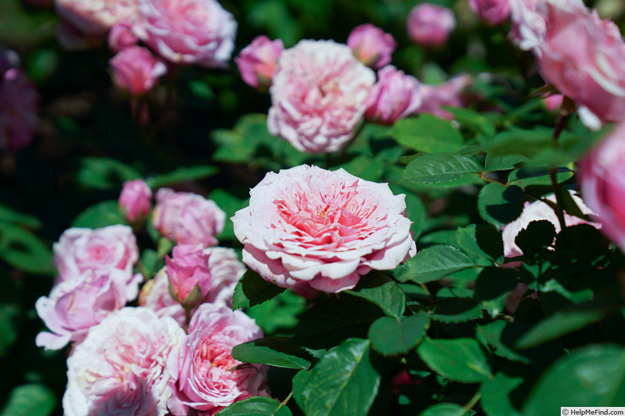 'William Christie ®' rose photo