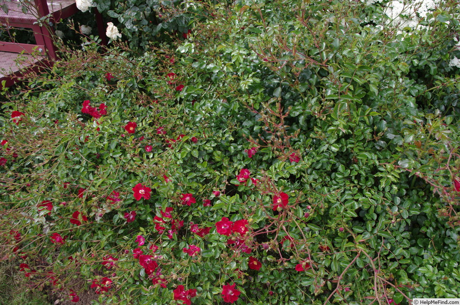 'Flower Carpet Red Velvet' rose photo