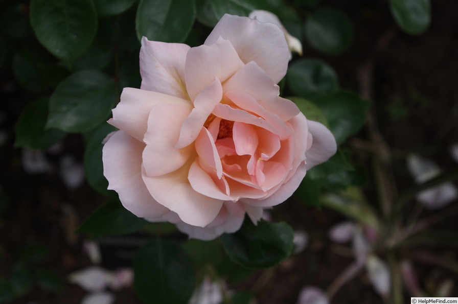 'Gardeners' Joy' rose photo