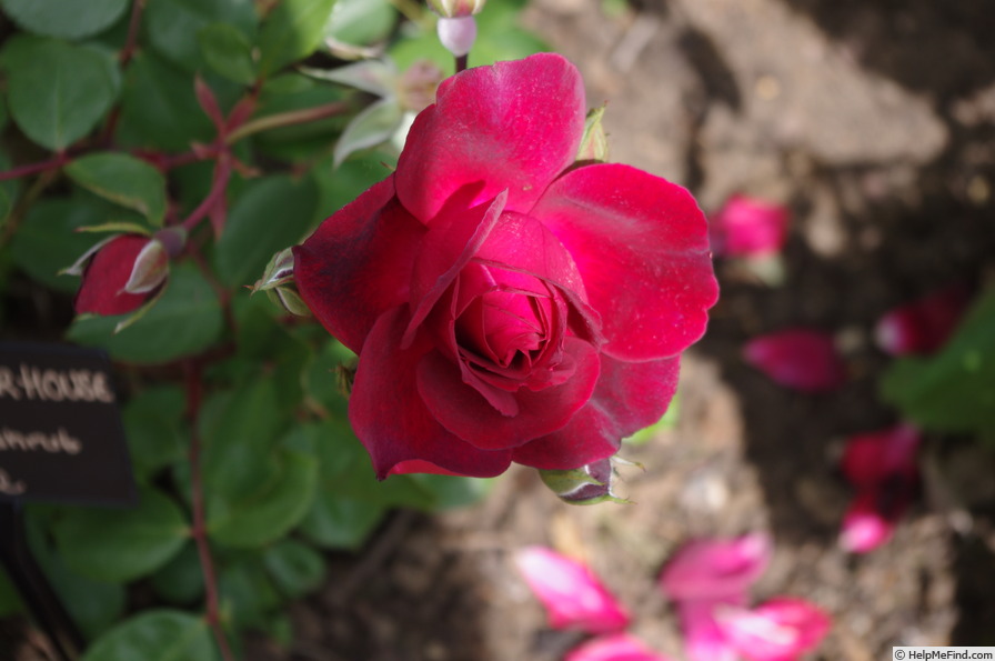 'Capel Manor House' rose photo